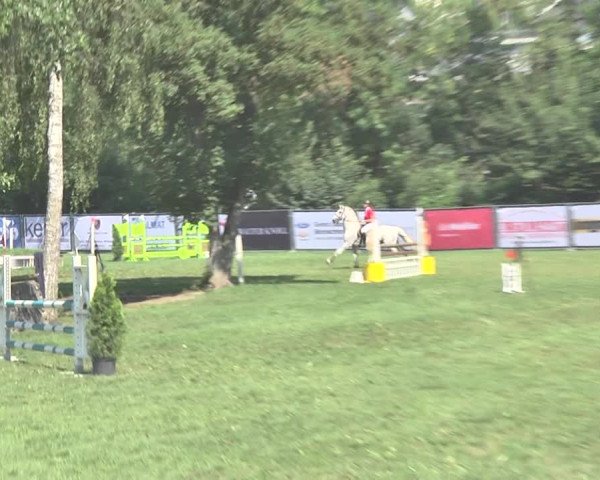 Reitturnier Wil 2018