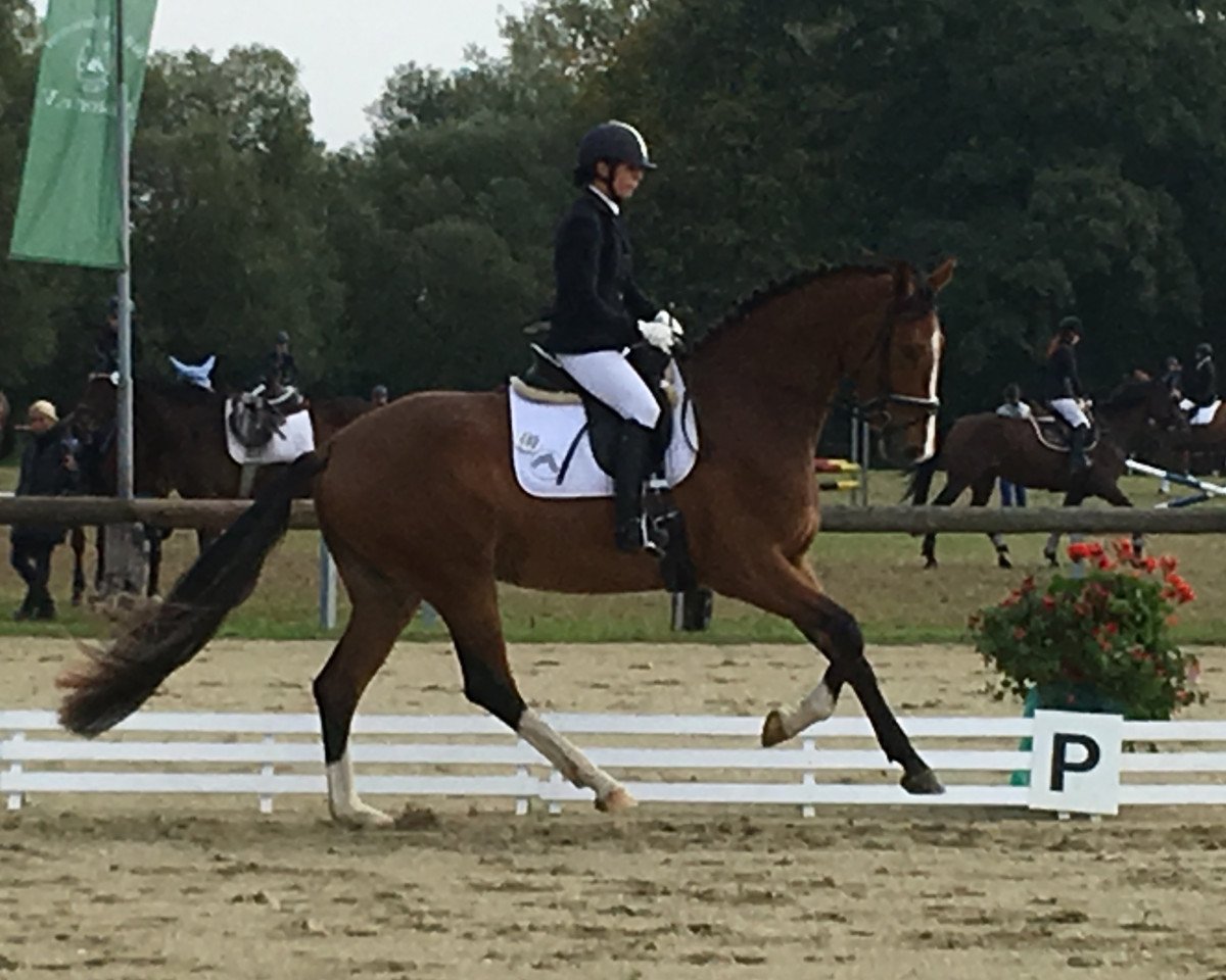 broodmare DSP Wild-Elektra (German Sport Horse, 2014, from Escolar)