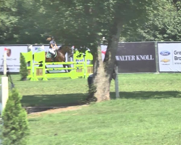 Reitturnier Wil 2018