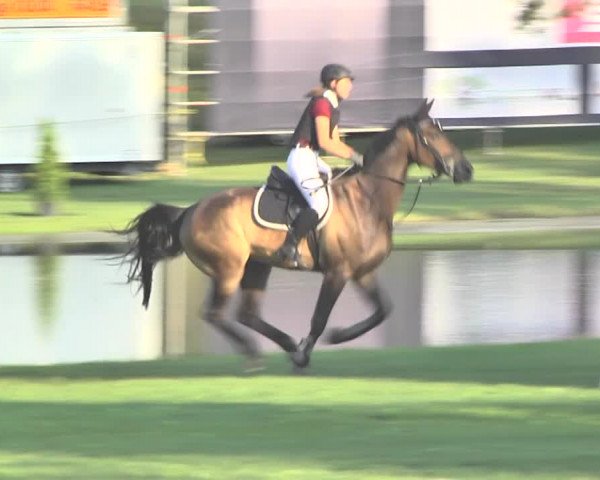 Reitturnier Wil 2018