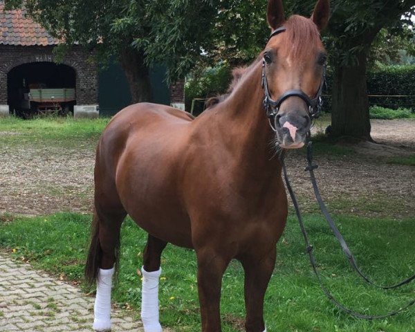 jumper Nobilis B (German Riding Pony, 2009, from Noir de Luxe)