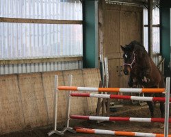 broodmare Elysee 65 (Hanoverian, 2006, from El Bundy)