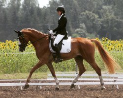 Dressurpferd Morning Star 54 (KWPN (Niederländisches Warmblut), 2010)