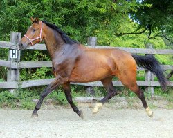 jumper Important (KWPN (Royal Dutch Sporthorse), 2013, from Corland)