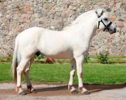 stallion Picasso Kaptain (Fjord Horse, 2012, from Finfin N.2601)