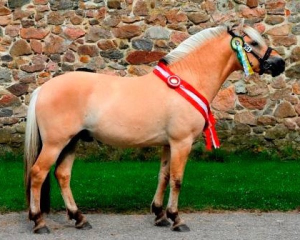 stallion Ågerupgårds Elliot (Fjord Horse, 2014, from Ingolf Kjærgård) stallion Ågerupgårds Elliot (Fjord Horse, 2014, from Ingolf Kjærgård)