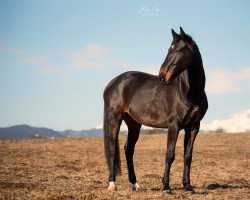 jumper Back In Black (Croatian Warmblood, 2015, from Corado G)