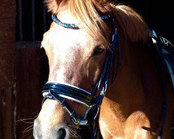 dressage horse Chicago 104 (Welsh-Pony (Section B), 2004, from Charivari)