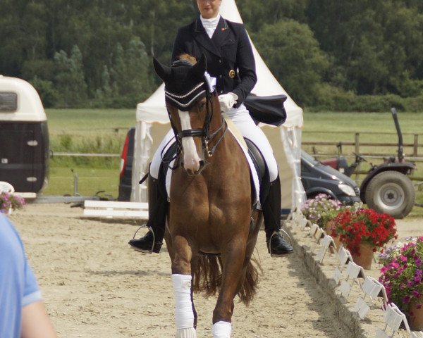 broodmare For Comtess Royal NG (Westphalian, 2008, from Florenciano 6)