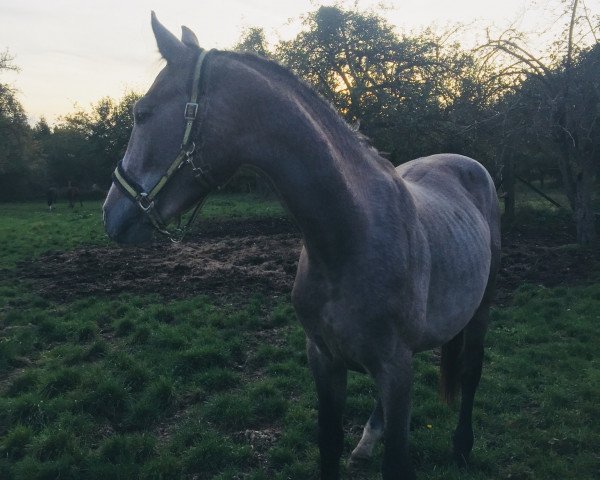 horse Ludovico Sensation (German Sport Horse, 2015, from Levistano)