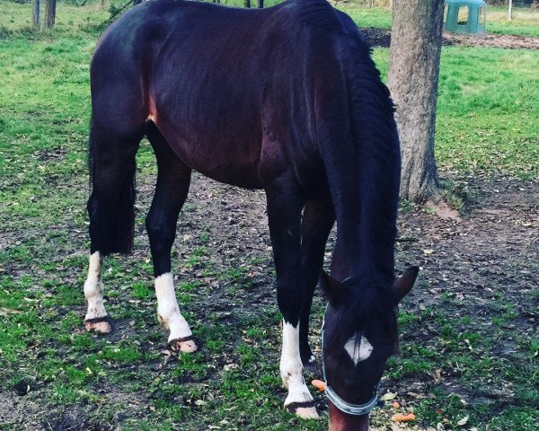 horse Lantano Solution (German Sport Horse, 2014, from Levistano)