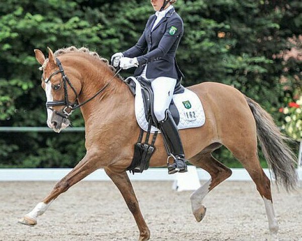 dressage horse Dorette B (German Riding Pony, 2008, from FS Don't Worry) dressage horse Dorette B (German Riding Pony, 2008, from FS Don't Worry)