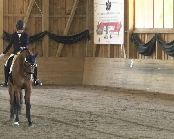 Reitturnier Pellheim-Gerblhof 2018