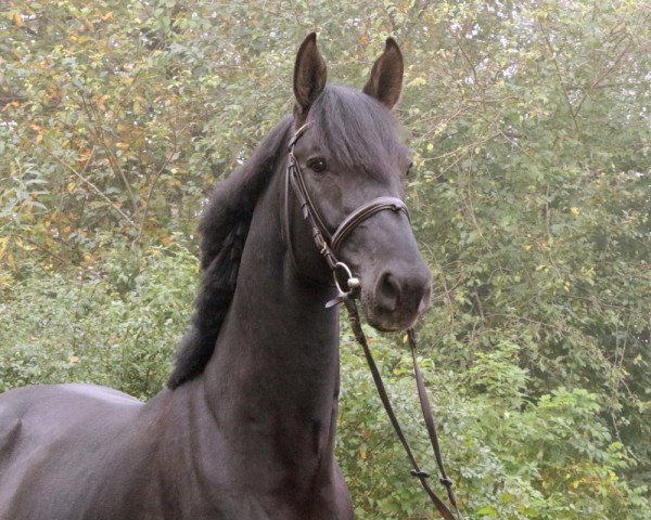 jumper Centorino (Holsteiner, 2013, from Centurion)