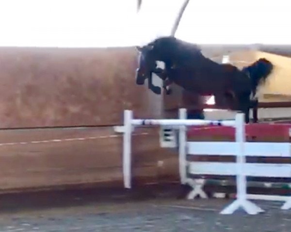 horse Maroon (German Sport Horse, 2015, from Cordess 2)