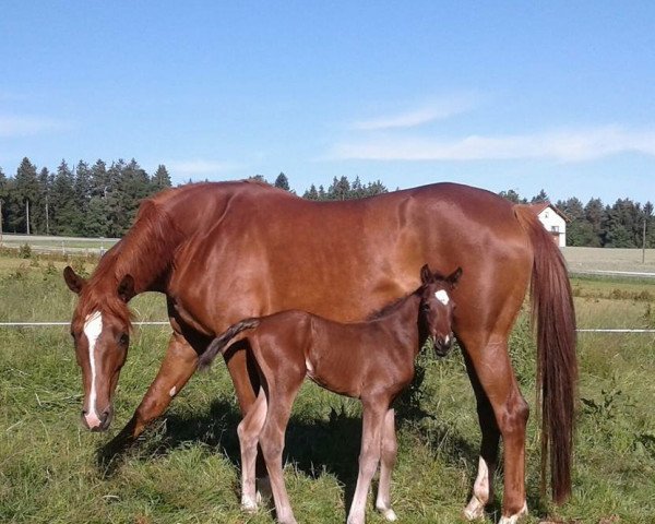 broodmare Talou (Bavarian, 2009, from Quaterback)