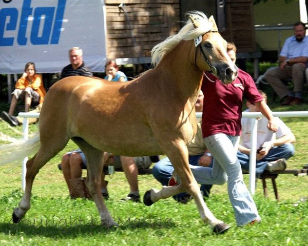 broodmare Barbi (6,25% ox) (Edelbluthaflinger, 1990, from Modell 84) broodmare Barbi (6,25% ox) (Edelbluthaflinger, 1990, from Modell 84)