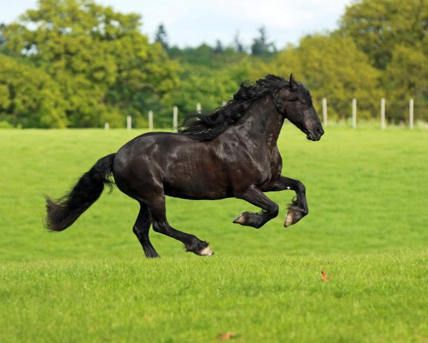 broodmare Koekoeksblom (Friese, 2003, from Abe 346)