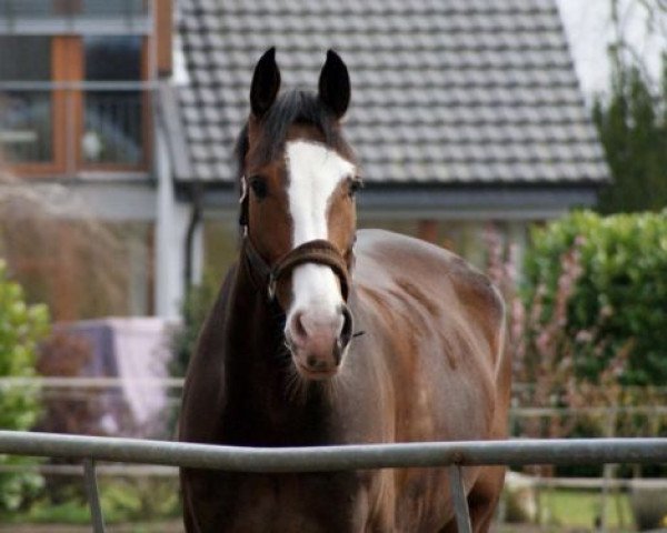 jumper Casino Santos (Westphalian, 2008, from Casiro I)