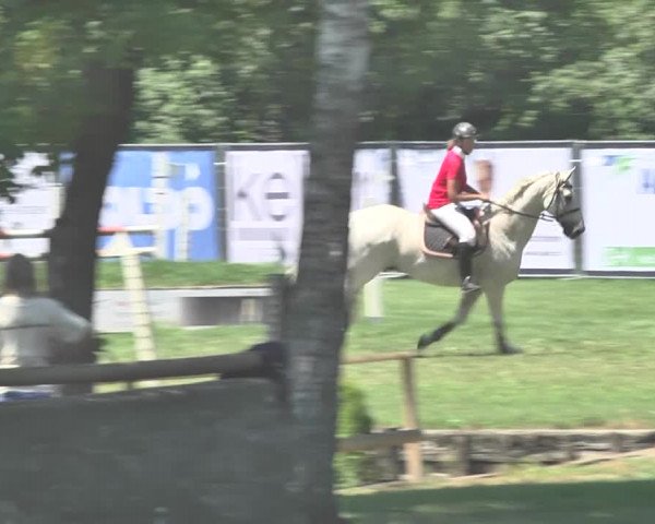 Reitturnier Wil 2018