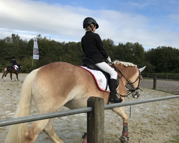 dressage horse Chery 14 (Haflinger, 2001, from Alando)