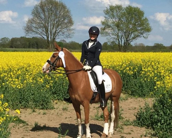 dressage horse Lady's Princess (German Riding Pony, 2009, from Boogie Woogie)