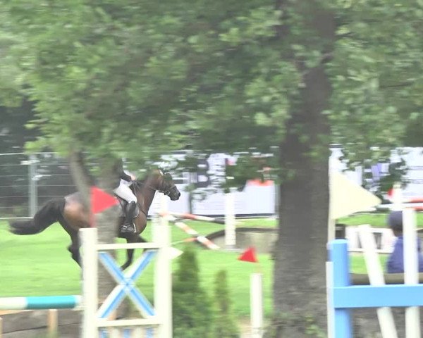 Reitturnier Wil 2018