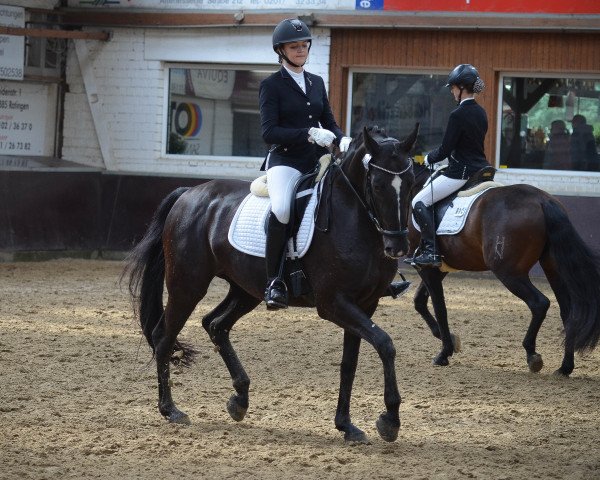 dressage horse Lola 272 (Rhinelander, 2010, from Sir Donnerhall I)