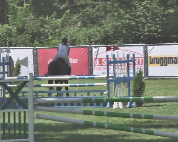 Reitturnier Wil 2018