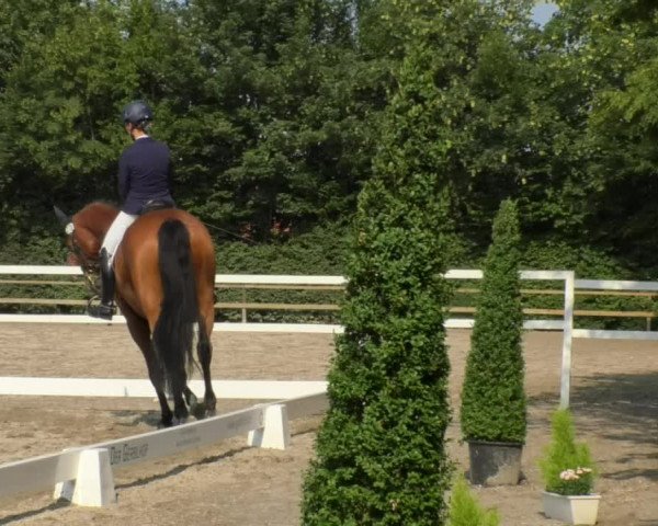 Reitturnier Pellheim-Gerblhof 2018