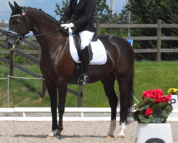 horse Summerdream UG (Oldenburg, 2008, from Swarovski)