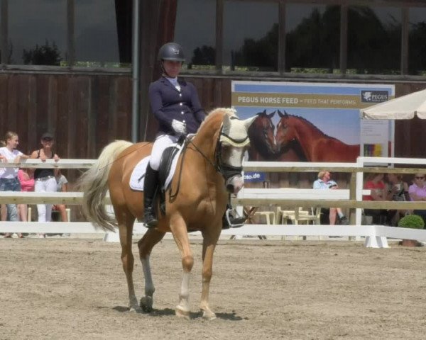 Reitturnier Pellheim-Gerblhof 2018