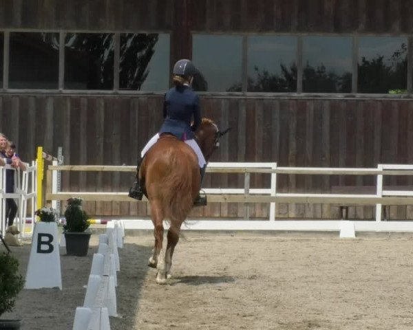 Reitturnier Pellheim-Gerblhof 2018