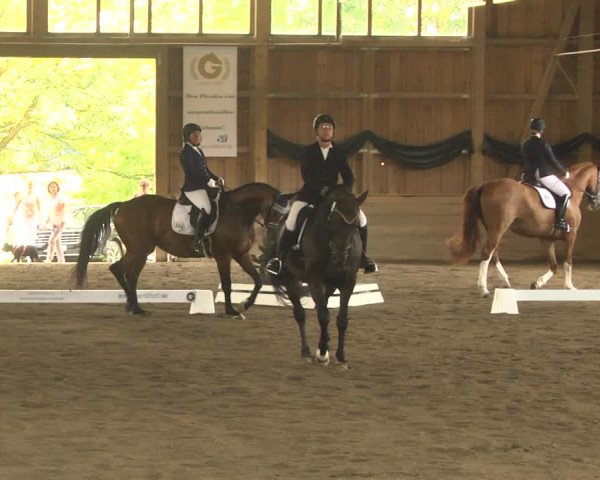 Reitturnier Pellheim-Gerblhof 2018