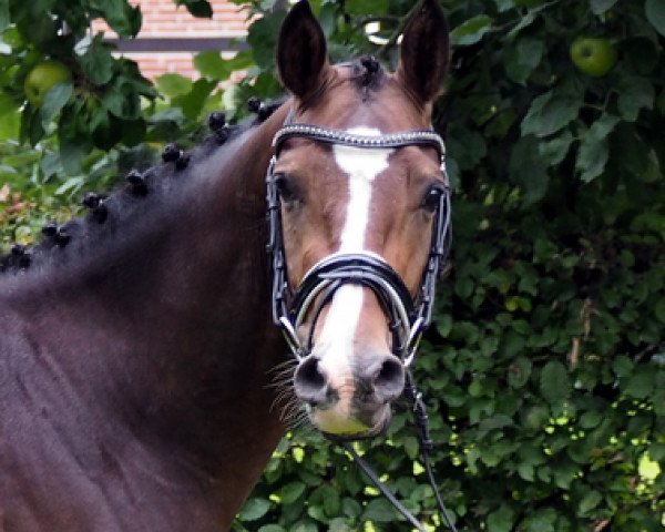 jumper I'm Lucky I'm Luke (German Riding Pony, 2012, from Halfweg Lover-Boy)