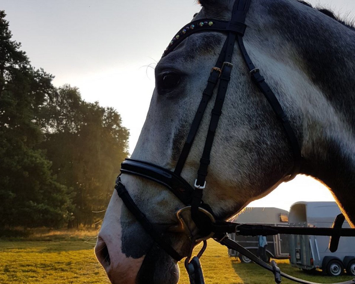 dressage horse Hugopalu (Holsteiner, 2012, from Hirtentanz 2)