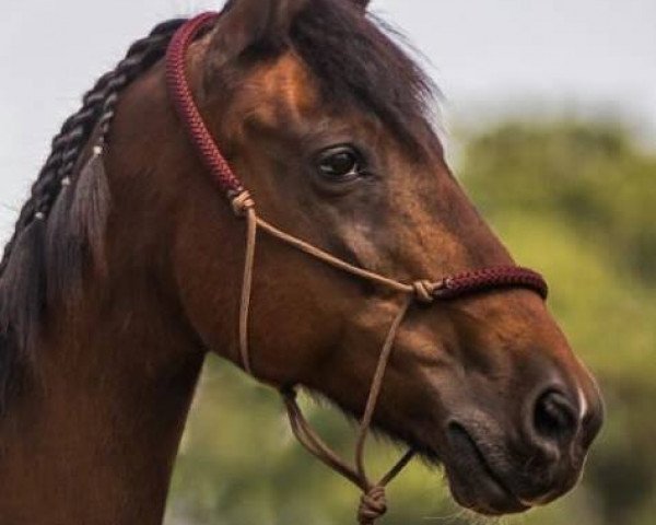 horse Gringo (German Riding Pony, 1994, from Gitano)