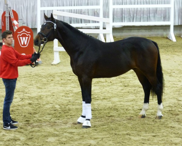 horse Devino (Westphalian, 2015, from Dante Weltino Old)