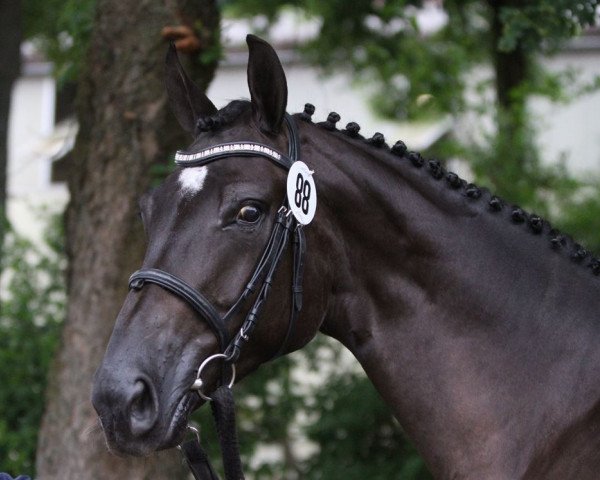 horse Diaz (Westphalian, 2012, from Dr Doolittle 45)