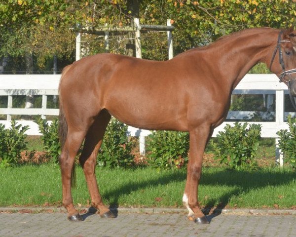 horse Stute von Don Frederic (Hanoverian, 2014, from Don Frederico)