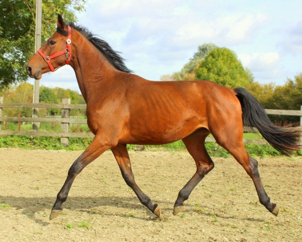 horse Jamaica (KWPN (Royal Dutch Sporthorse), 2014, from Douglas)