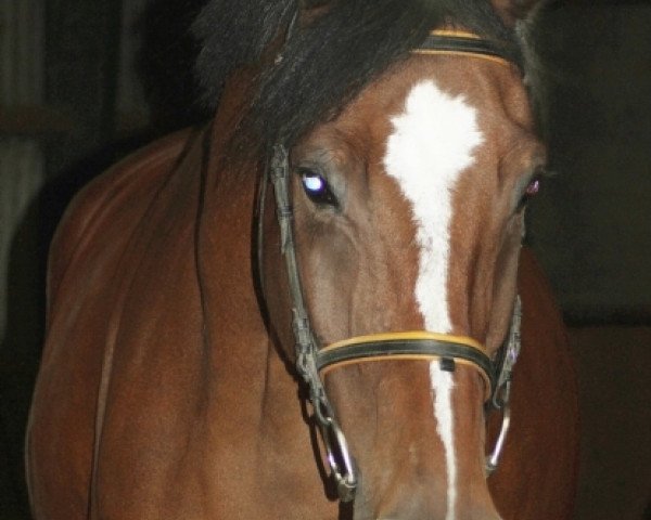 horse Cupido (Zweibrücken, 2009, from Chitaro)