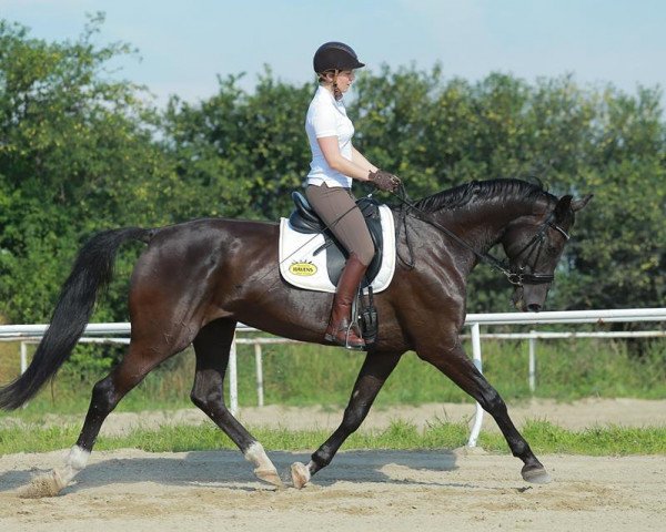 broodmare Eisfürstin (German Sport Horse, 2005, from Fürst Heinrich)