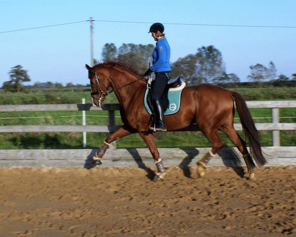 horse Farbius (Hanoverian,  , from Fuechtels Floriscount OLD)