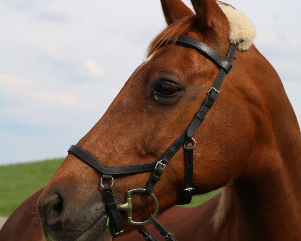 horse Aimee A Plekenpol (unknown,  , from Tenerife)