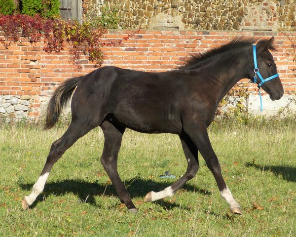 horse Darius (German Sport Horse, 2017, from Dragon Hill)