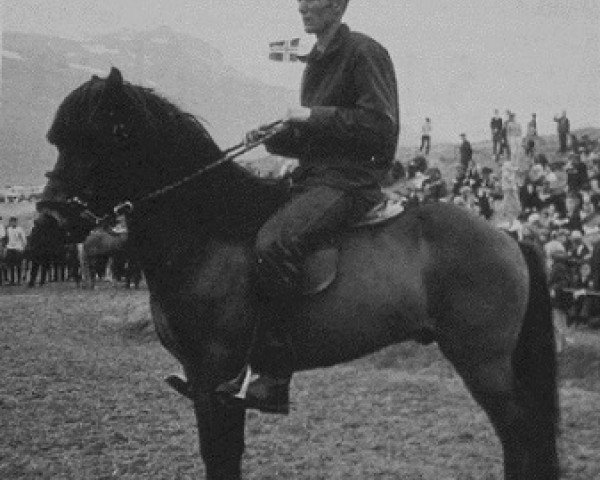 stallion Sleipnir frá Miðfelli (Iceland Horse, 1957, from Sörli frá Borgum) stallion Sleipnir frá Miðfelli (Iceland Horse, 1957, from Sörli frá Borgum)