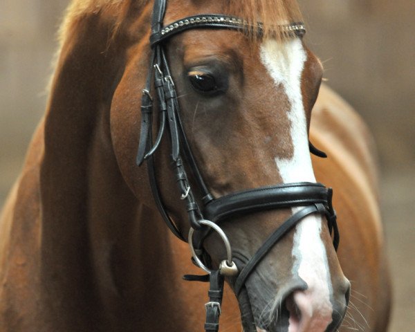 dressage horse Fine Felina 2 (Hanoverian, 2010, from Fürst Nymphenburg)