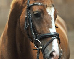 dressage horse Fine Felina 2 (Hanoverian, 2010, from Fürst Nymphenburg)