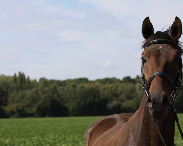 horse Vitas (Westphalian, 2014, from Vivant 7)